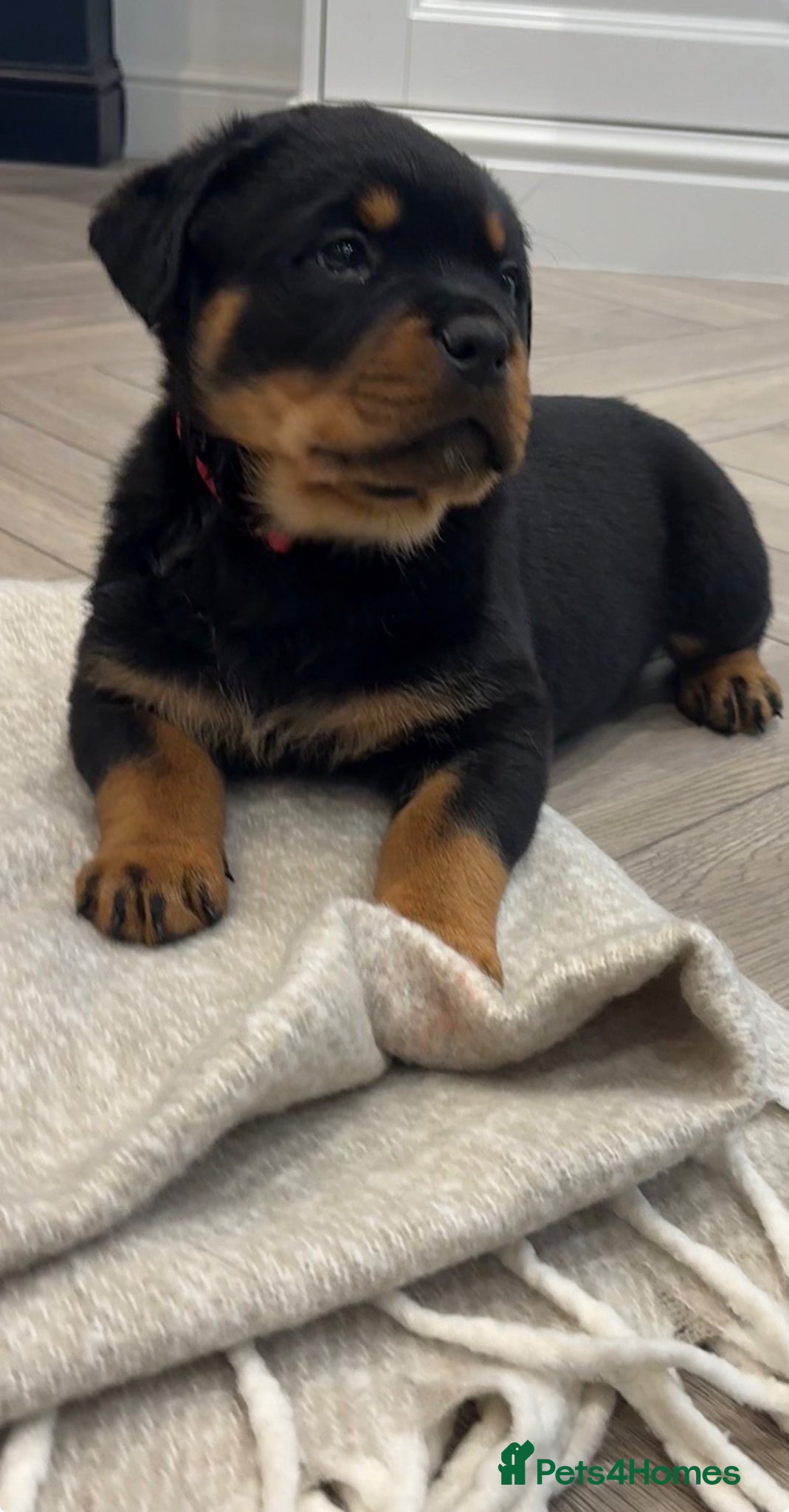 Rottweiler dogs Beautiful litter of Rottweiler puppies  - Advert 2