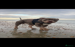 American Bully dogs for stud: ABKC REGISTERED POCKET BULLY STUD in Waterlooville - Image 4