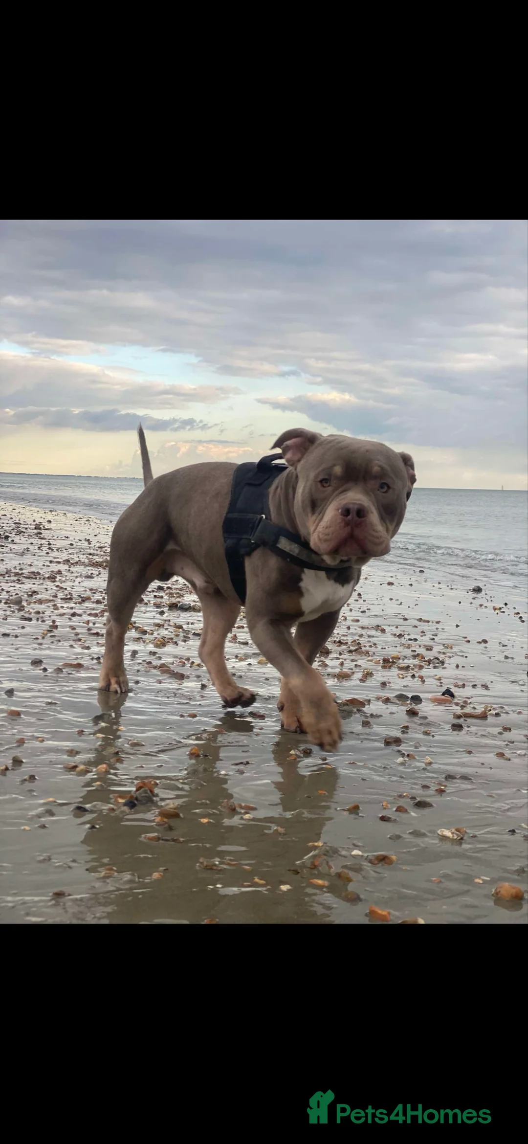 American Bully dogs for stud: ABKC REGISTERED POCKET BULLY STUD in Waterlooville - Advert 2