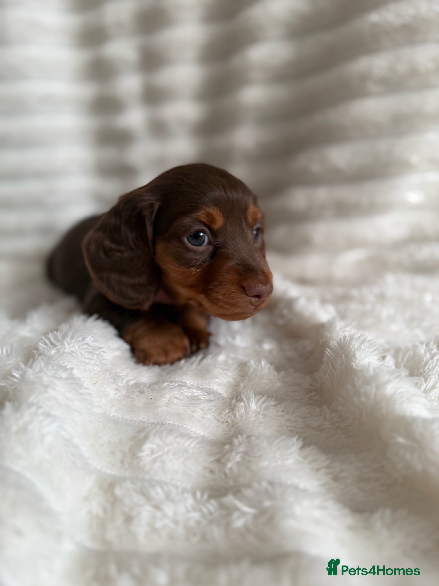 Miniature Dachshund dogs KC Miniature Dachshund Puppies –Chocolate & Dapple - Advert 2