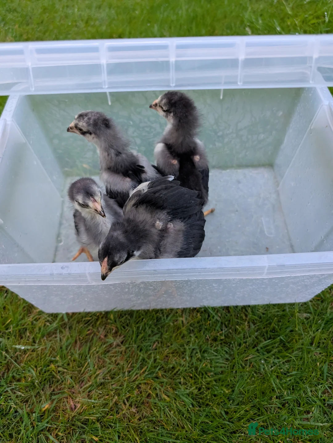 Chickens poultry for sale: 3 week old chicks  in Knaresborough - Advert 8