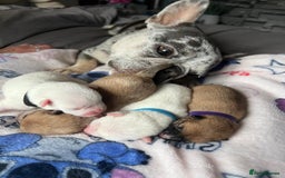 Mixed Breed dogs for sale: French bulldog cross with a Pomeranian  - Image 4