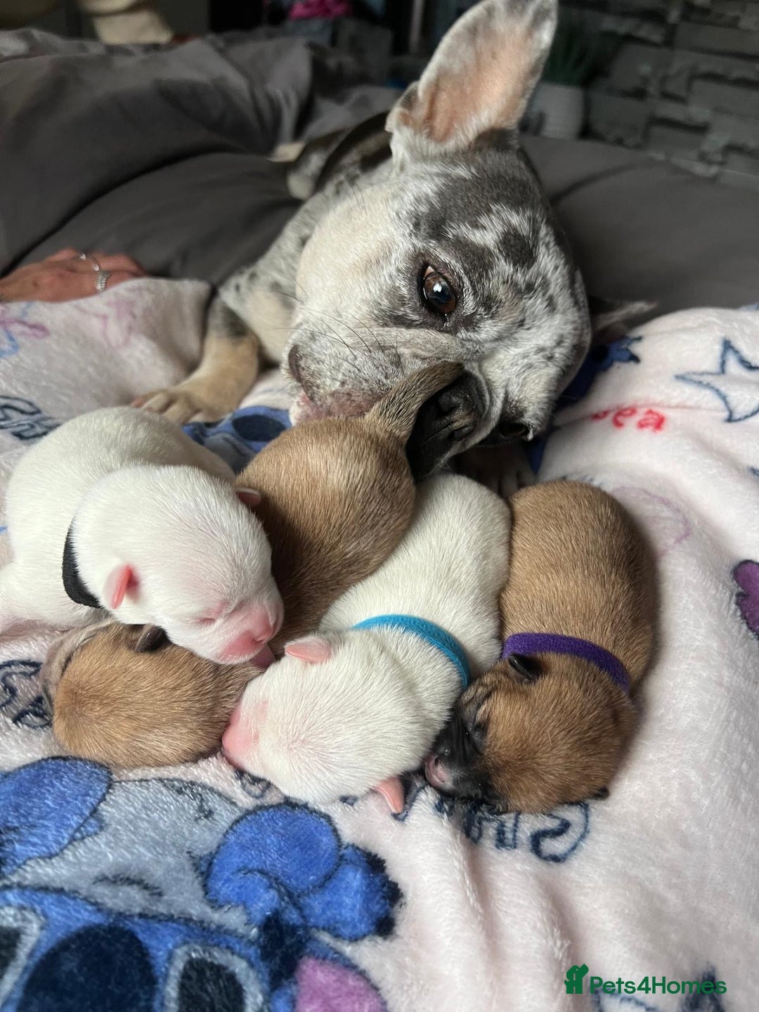 Mixed Breed dogs for sale: French bulldog cross with a Pomeranian  - Image 4