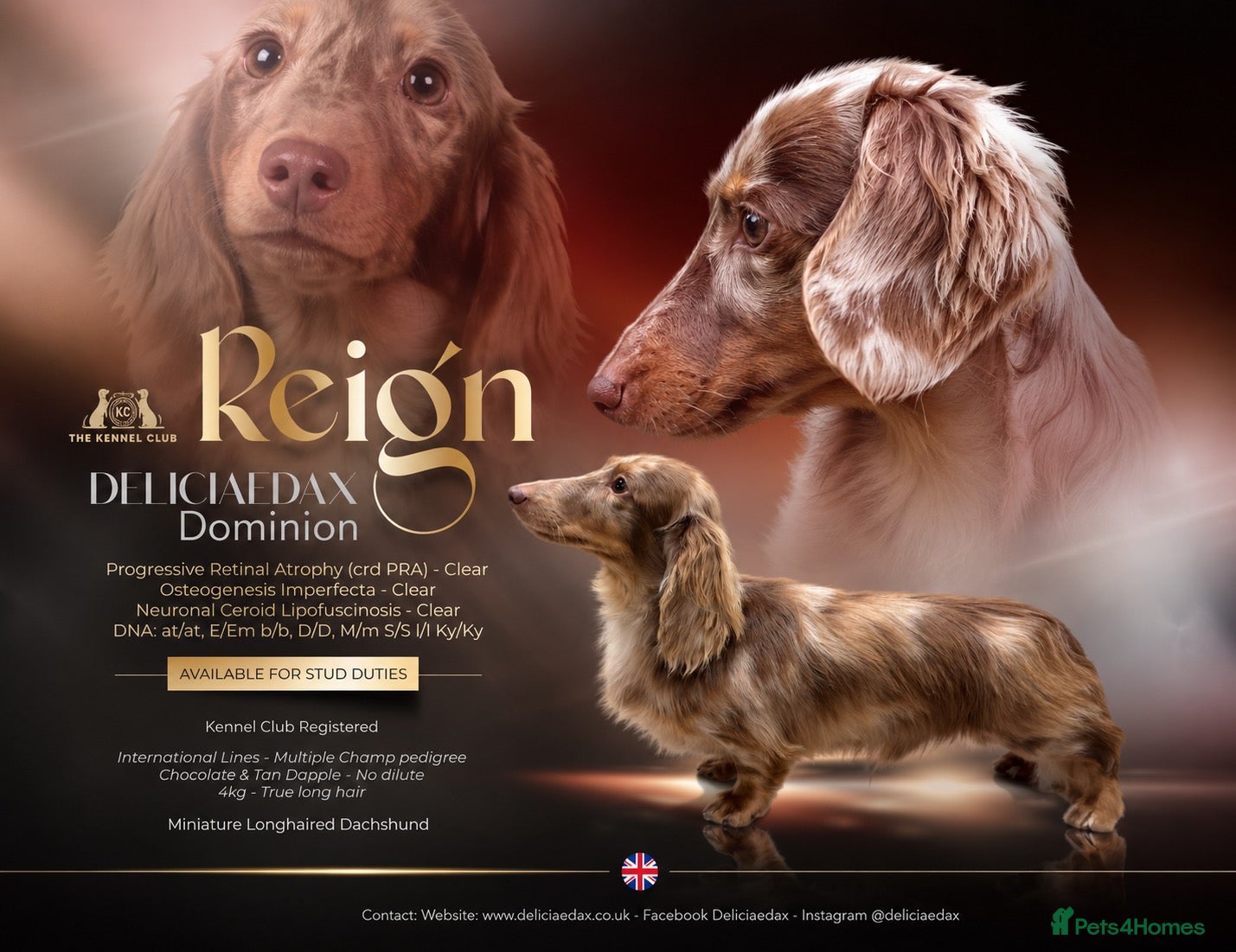 Miniature Dachshund dogs KC Reg Health Tested Longhaired Chocolate Dapple - Advert 9