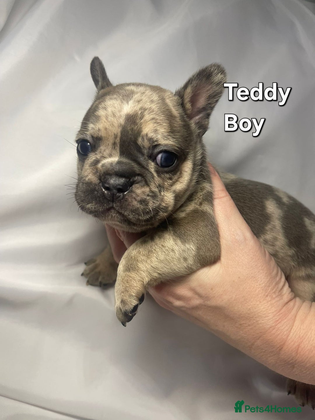 French Bulldog dogs for sale: Gorgeous litter of French Bulldog Pups  - Advert 10