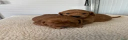 Mini Goldendoodle dogs for sale: Quality F1 Minature Goldendoodles  in Witham - Advert 7