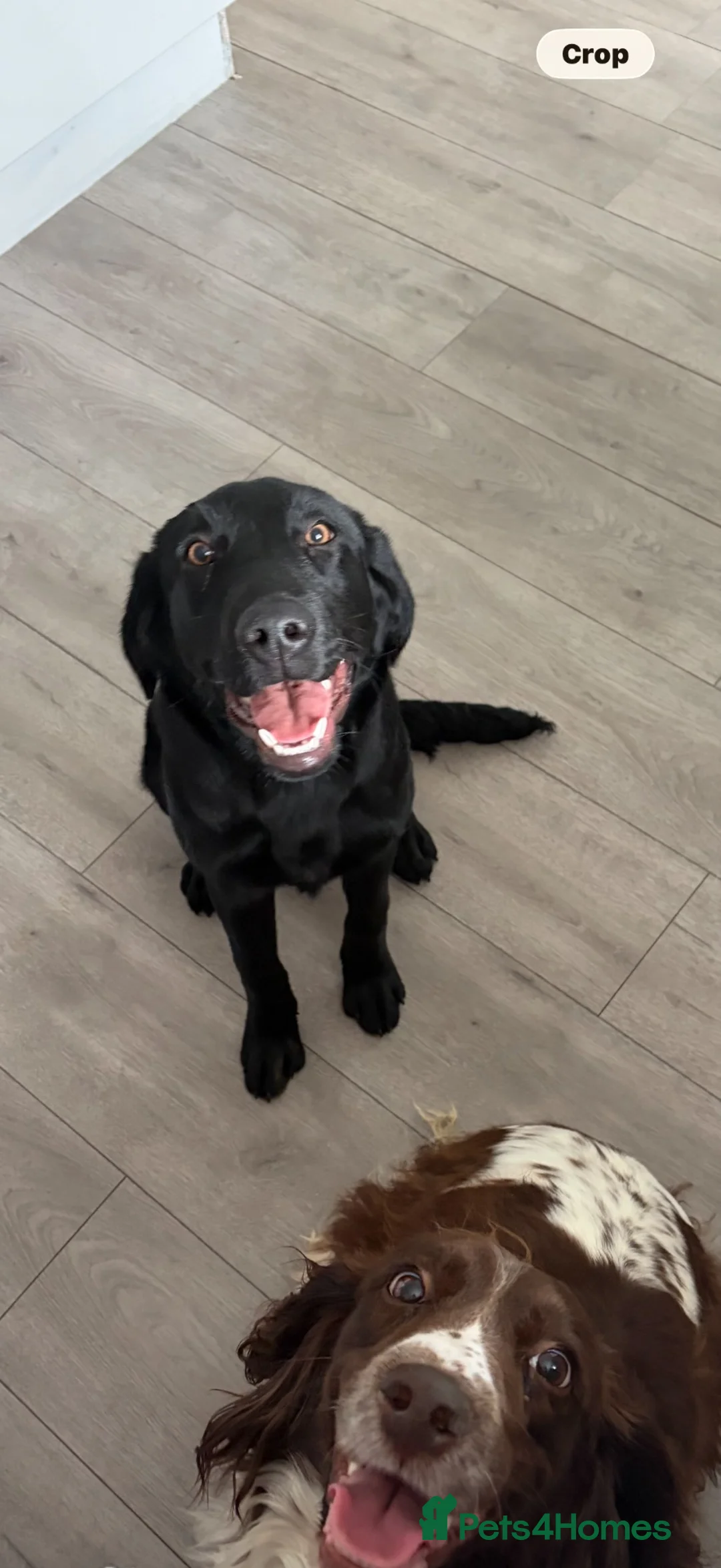 Labrador Retriever dogs for sale: Beautiful 9 month old female KC reg lab  - Advert 2