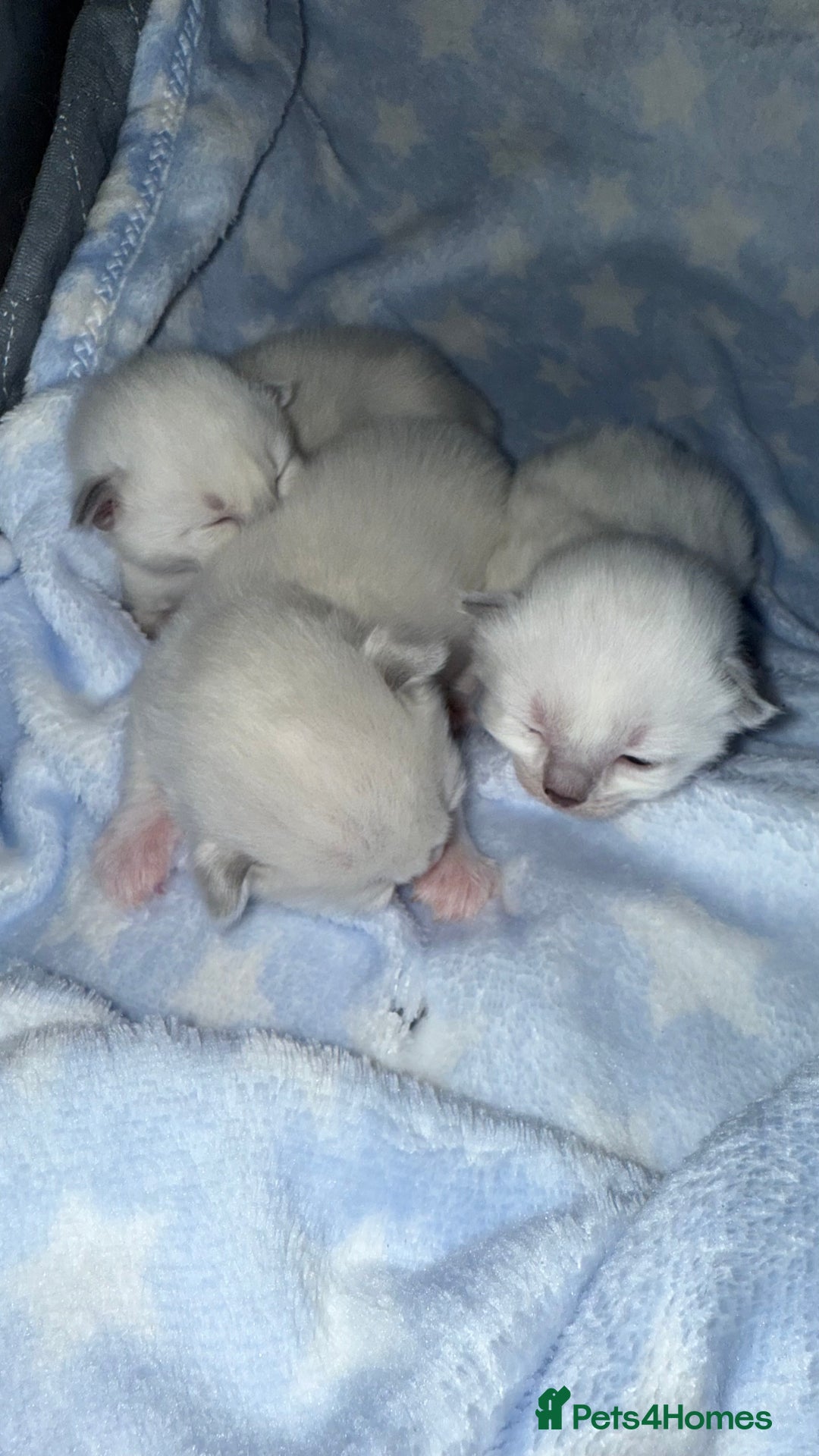 Ragdoll cats for sale: Stunning Blue Colourpoint Mitted Ragdoll kittens - Image 2
