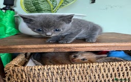 Mixed Breed cats for sale: Mixed breed kittens  - Image 9