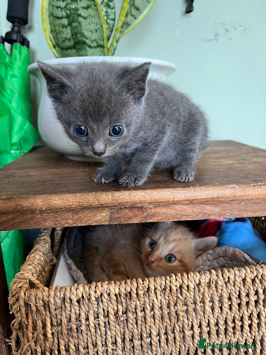 Mixed Breed cats for sale: Mixed breed kittens  - Image 9