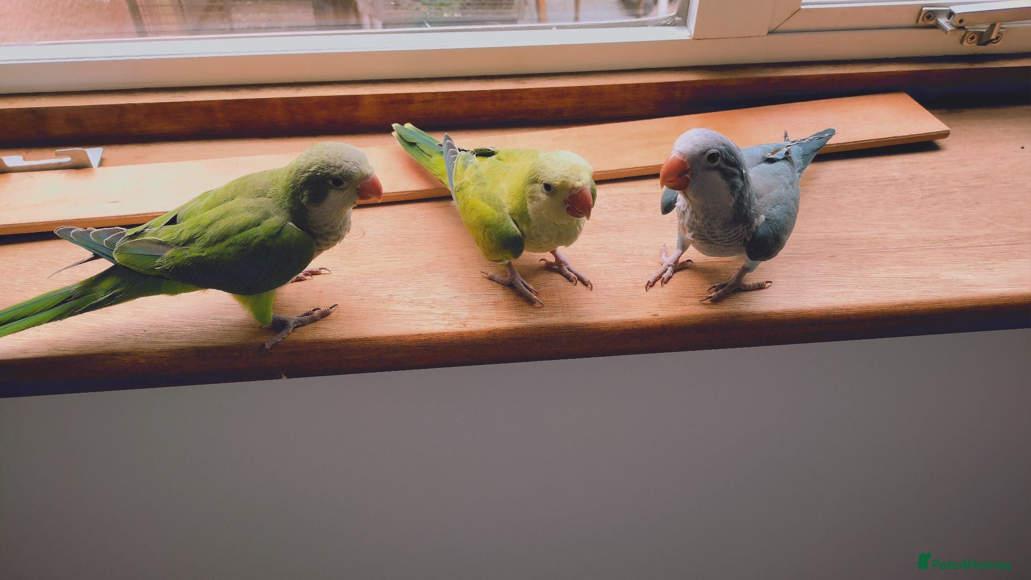 Parakeets birds Beautiful Hand Reared Quaker Parakeet babies 9 wks - Advert 10