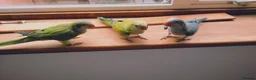 Parakeets birds for sale: Beautiful Hand Reared Quaker Parakeet babies 9 wks - Advert 1