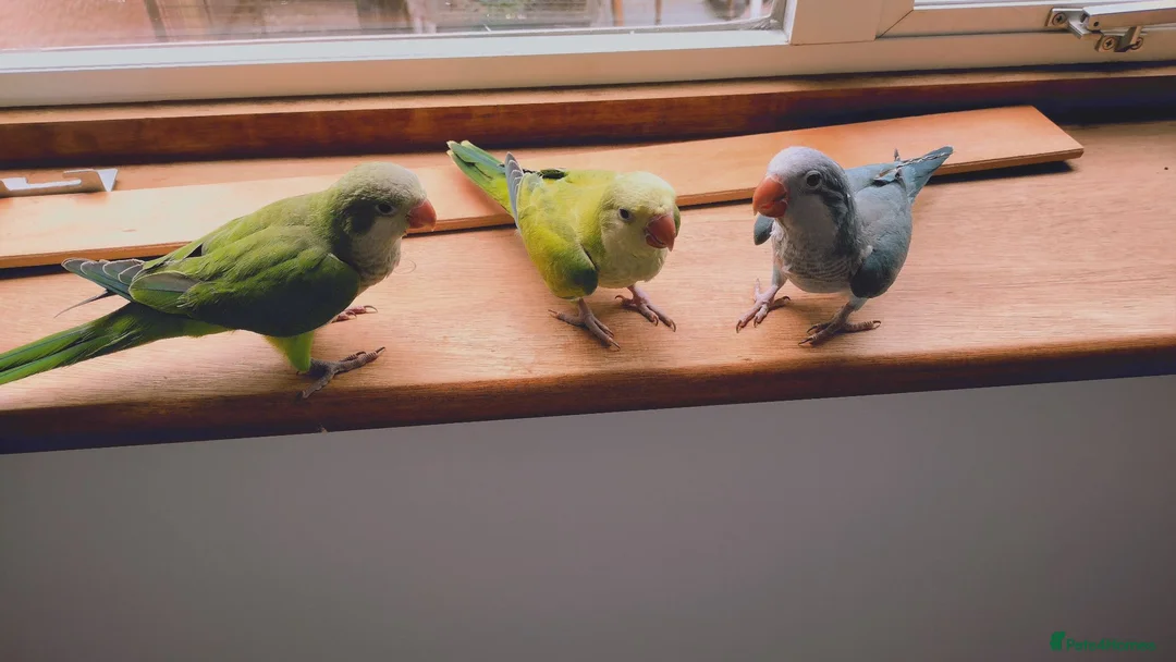 Parakeets birds for sale: Beautiful Hand Reared Quaker Parakeet babies 9 wks - Advert 1
