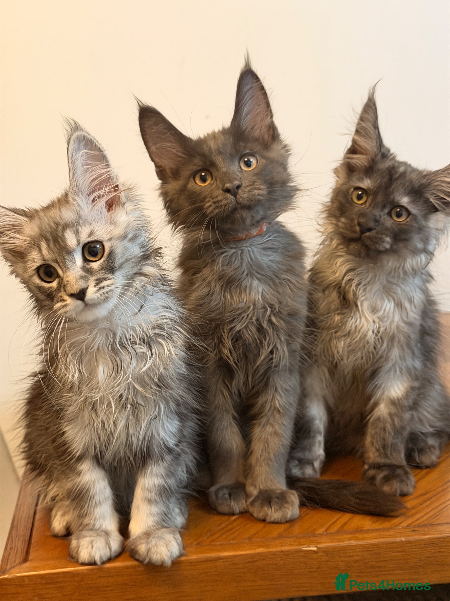 Maine Coon cats 6 pure maincoon kittens  - Advert 1