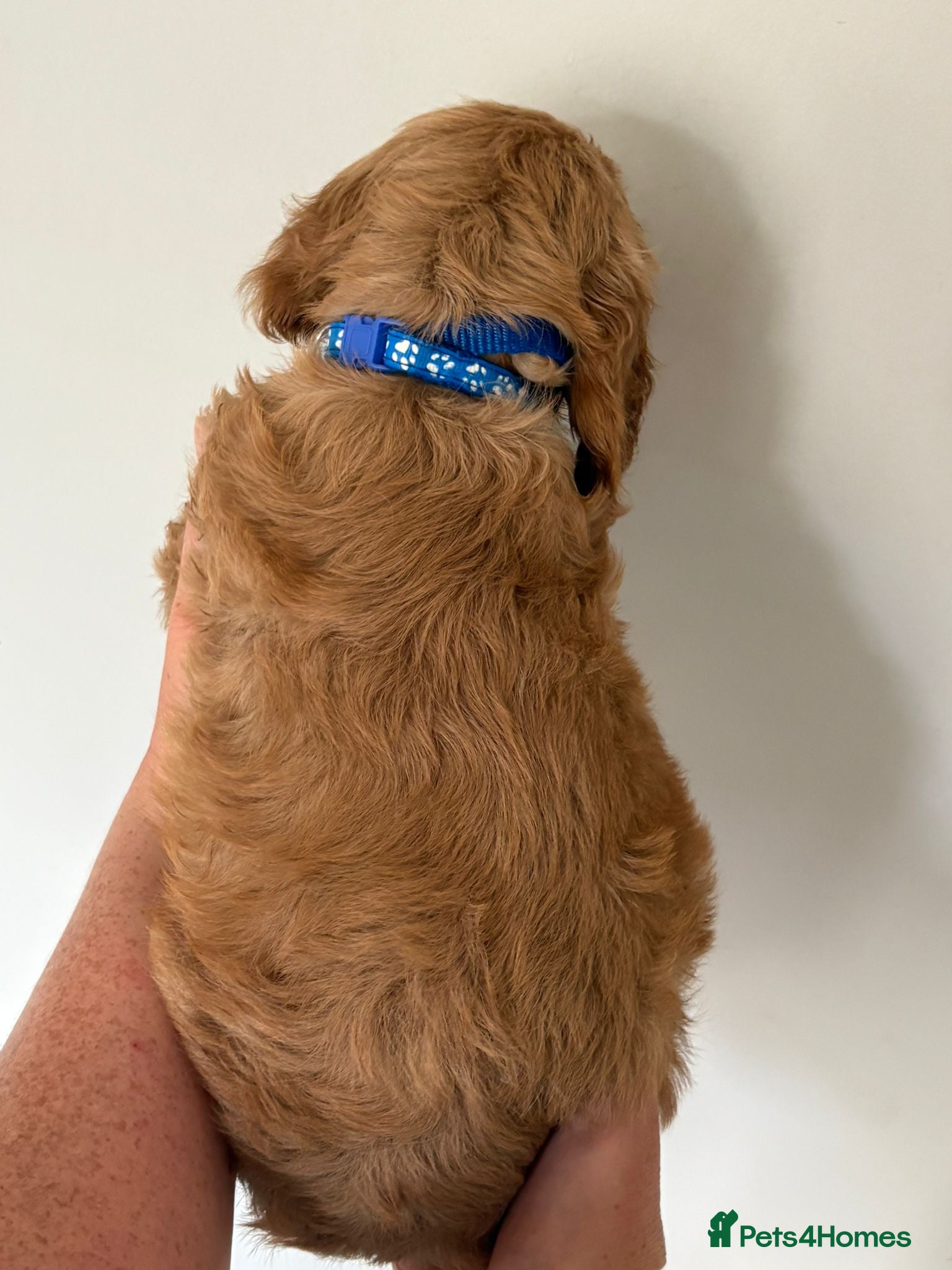 Cocker Spaniel dogs for sale: Show cocker spaniels - Advert 10