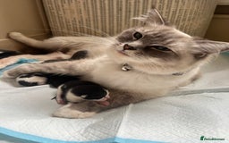Mixed Breed cats for sale: Ragdoll mixed breed kittens  - Image 2