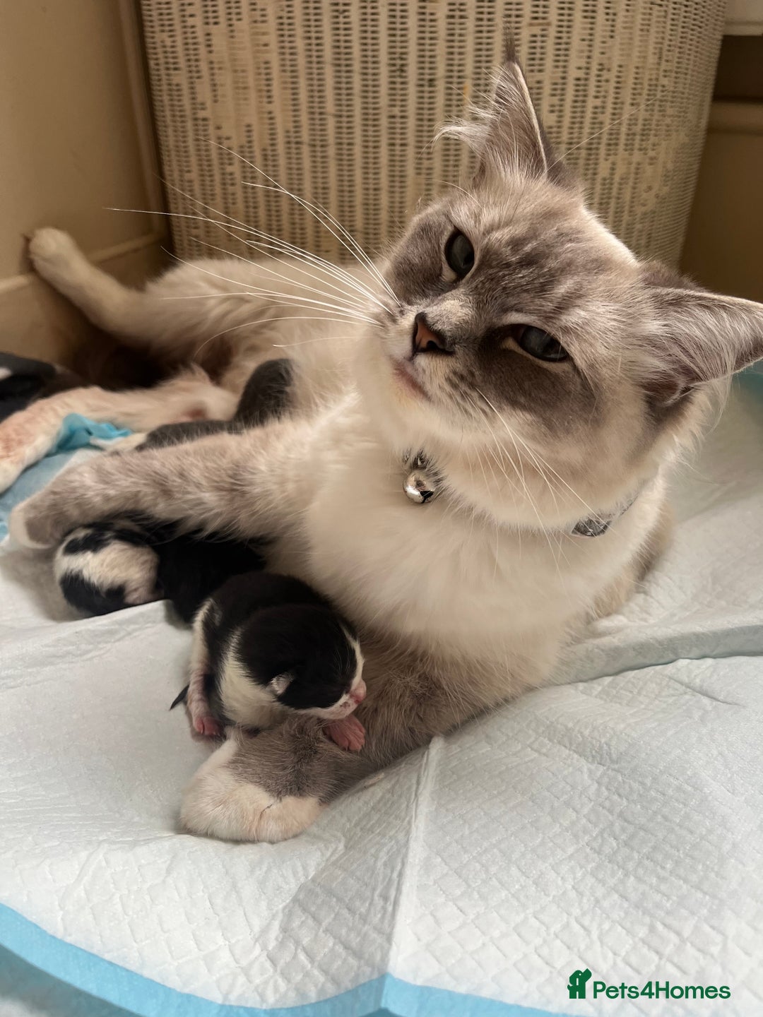 Mixed Breed cats for sale: Ragdoll mixed breed kittens  - Image 2