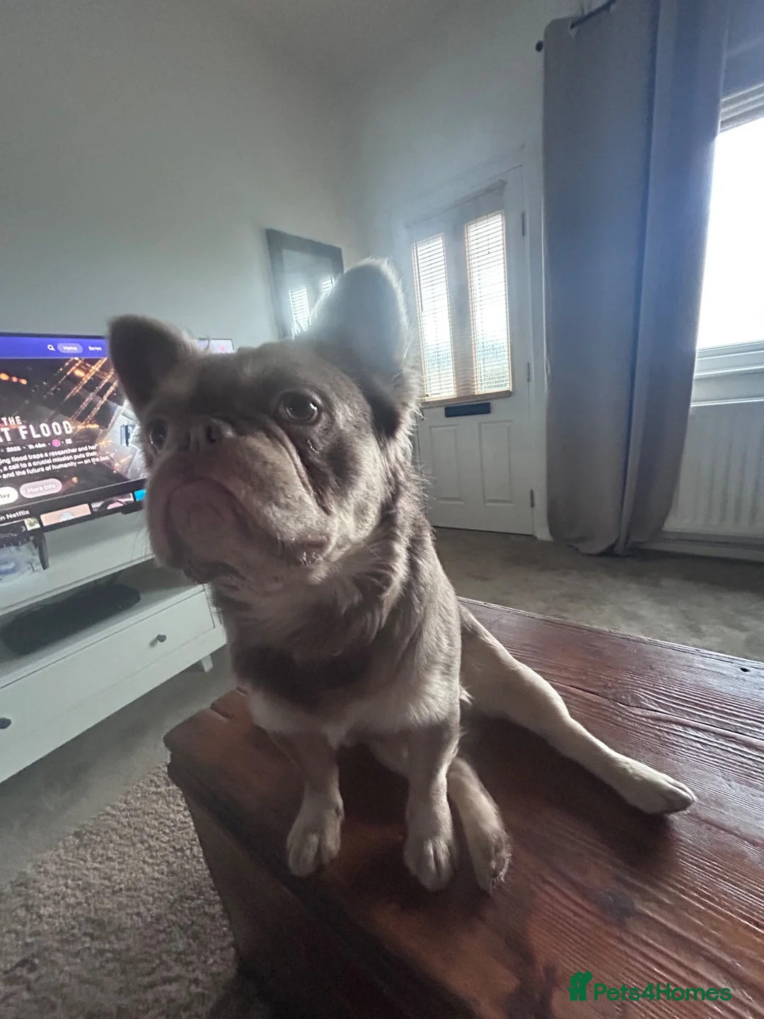 French Bulldog dogs for sale: Male French bulldog in Altrincham - Advert 2