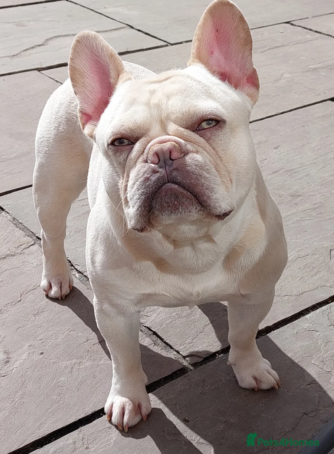 French Bulldog dogs for stud: Kc French bulldog Stud  - Advert 4