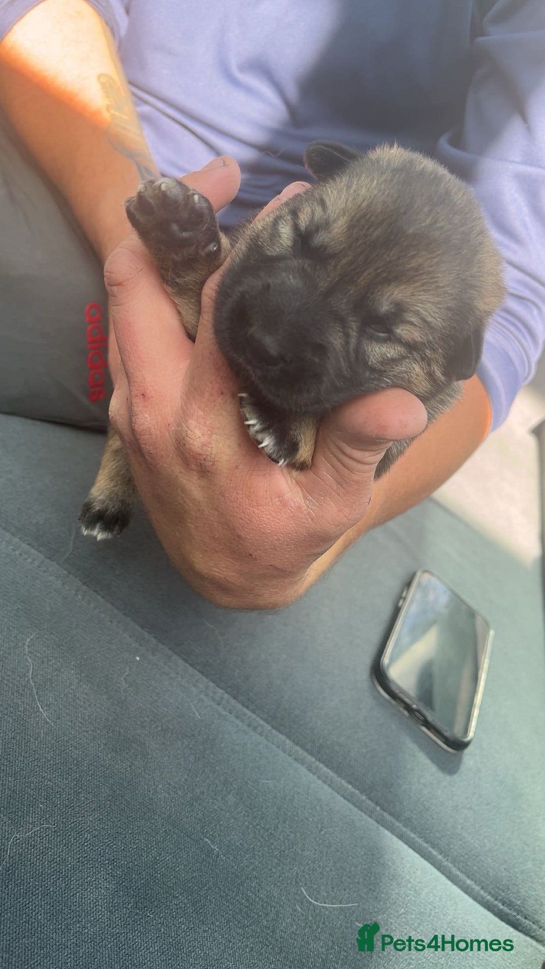 German Shepherd dogs for sale: Beautiful German shepherd girls  - Image 2