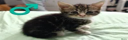 Mixed Breed cats for sale: Beautiful kittens £80 each  - Advert 3