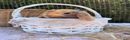 Mini Lop rabbits for sale:  Gorgeous mini Lop babies  - Advert 39
