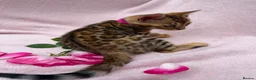 Bengal cats for sale: 🐆✨Outstanding TICA Registered Bengal cubs  ✨🐆 - Advert 4