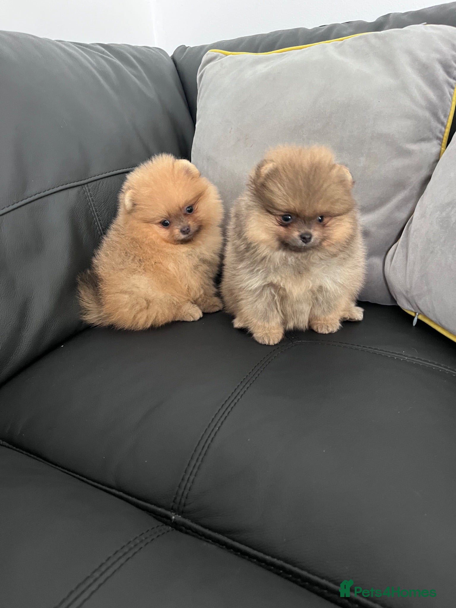 Pomeranian dogs 🔥Outstanding 🐻Championship 🏆🔝Quality  - Advert 2
