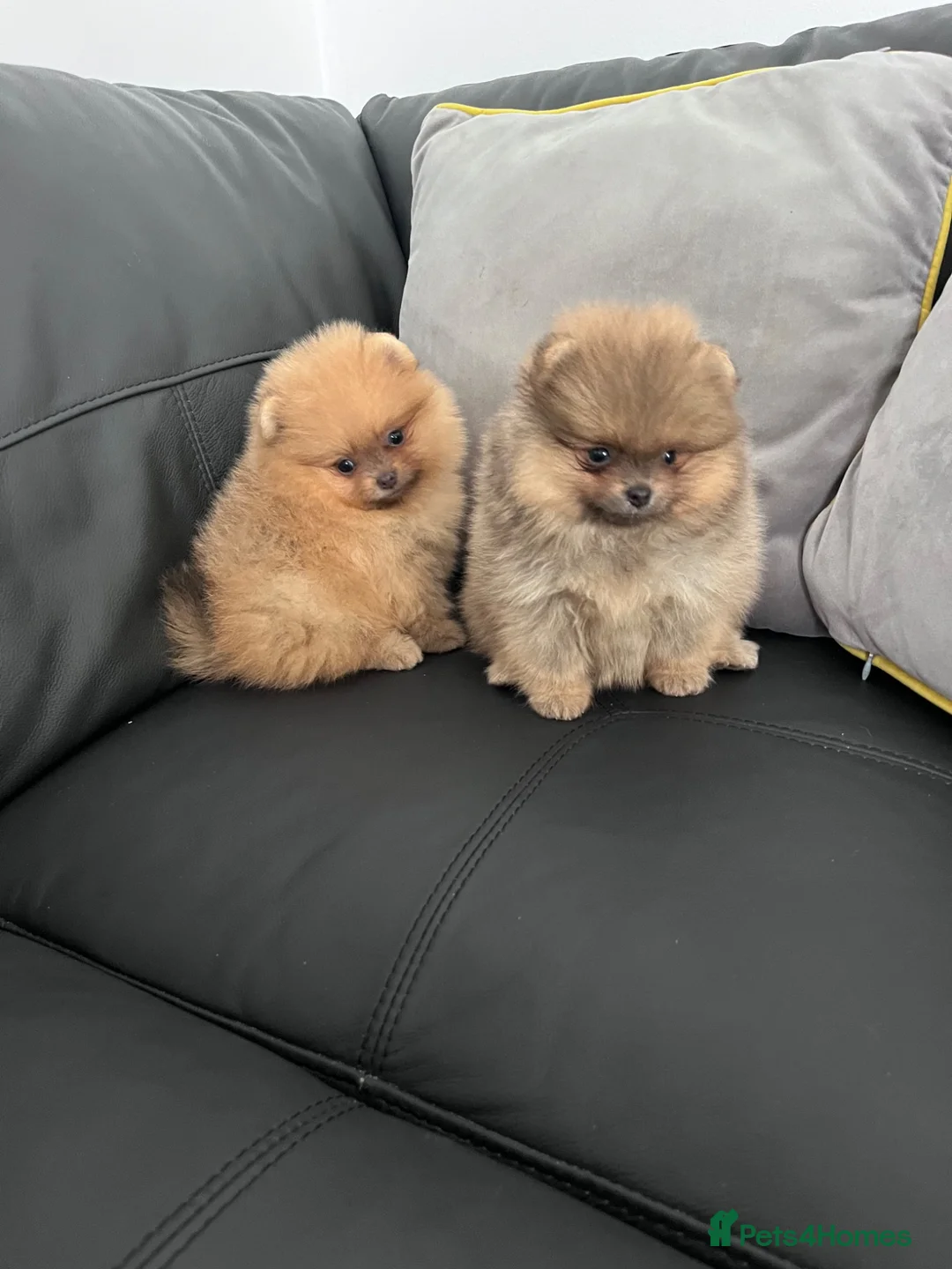 Pomeranian dogs for sale: 🔥Outstanding 🐻Championship 🏆🔝Quality  - Advert 2