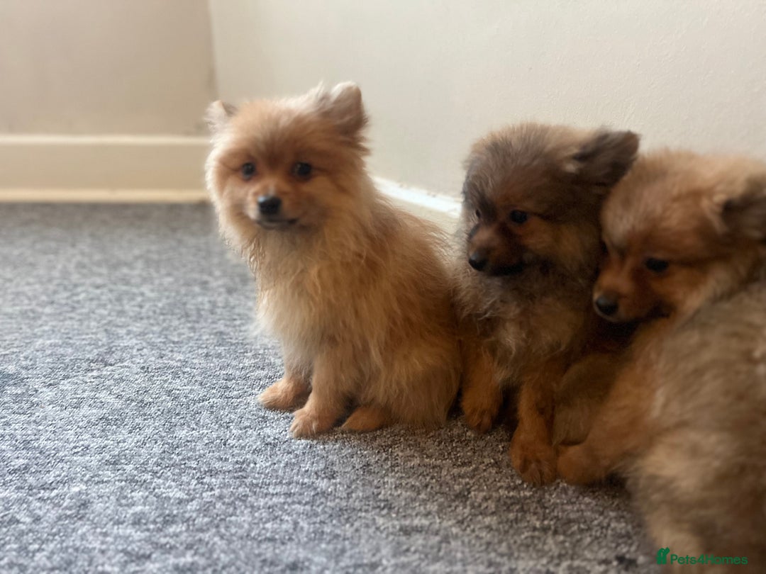 Mixed Breed dogs for sale: The cutest Pups: German & Japanese Pomeranian - Advert 33