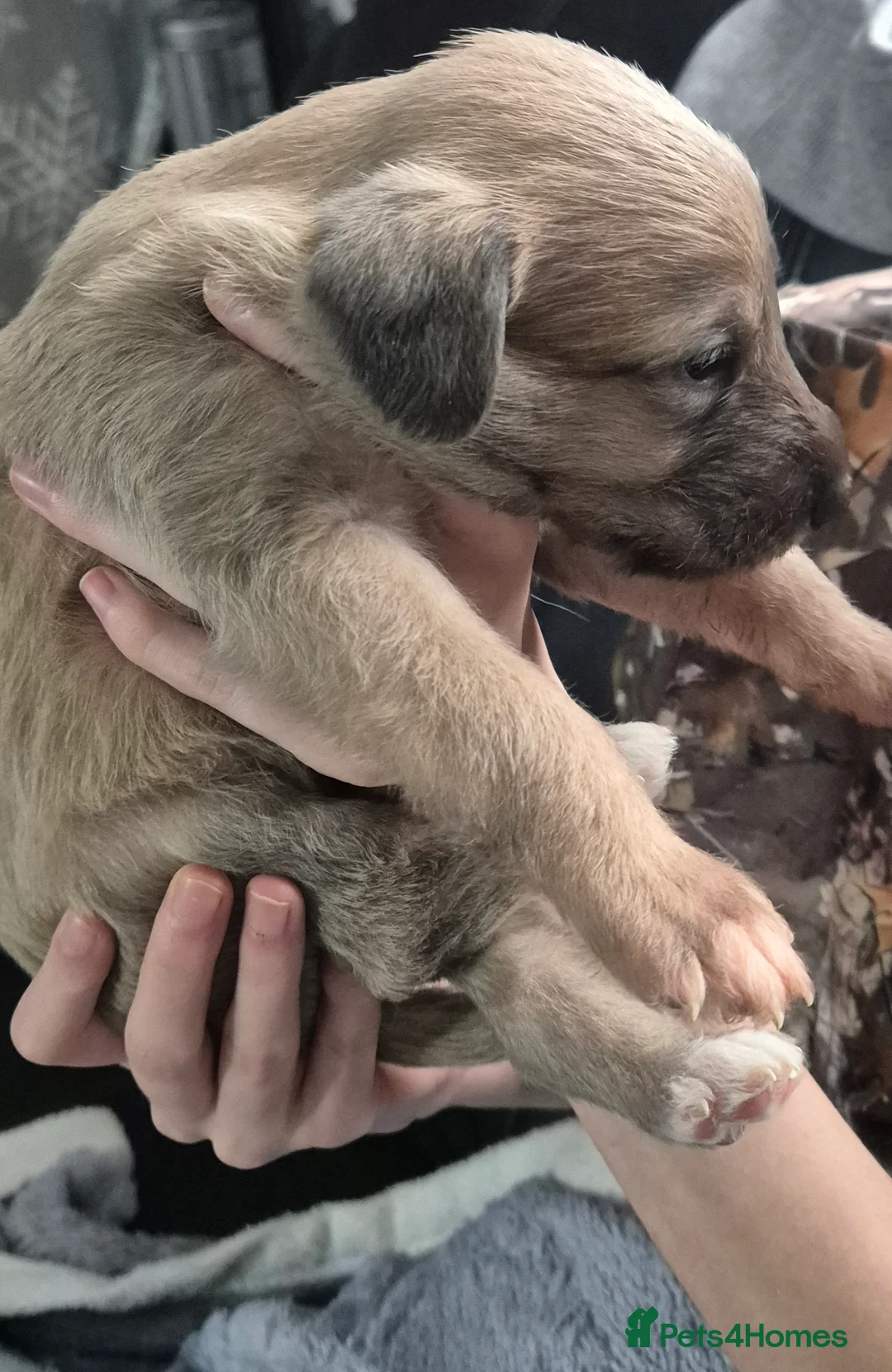 Bedlington Terrier dogs for sale: Stunning Beddlington x Whippet boys - Advert 4