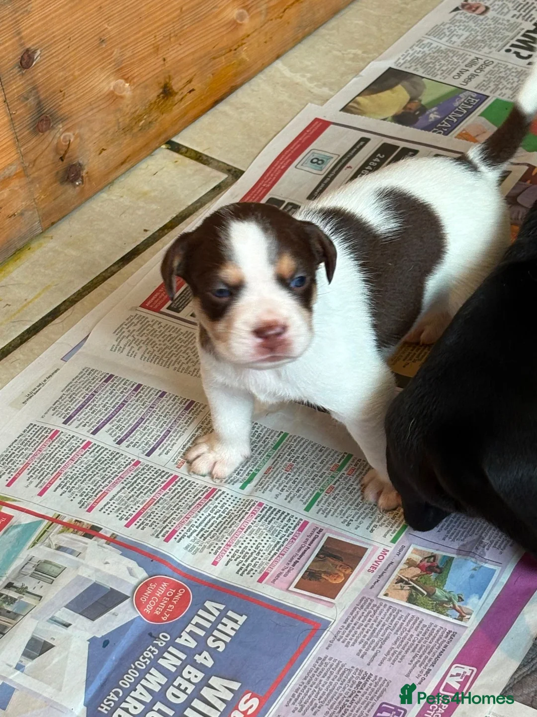 Mixed Breed dogs for sale: 3/4 Labrador Puppies for sale in Barrow-in-Furness - Advert 2