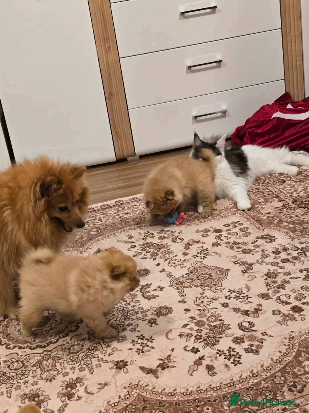 Pomeranian dogs for sale: Sold, sold 2 sweet little girl puppies - Advert 7