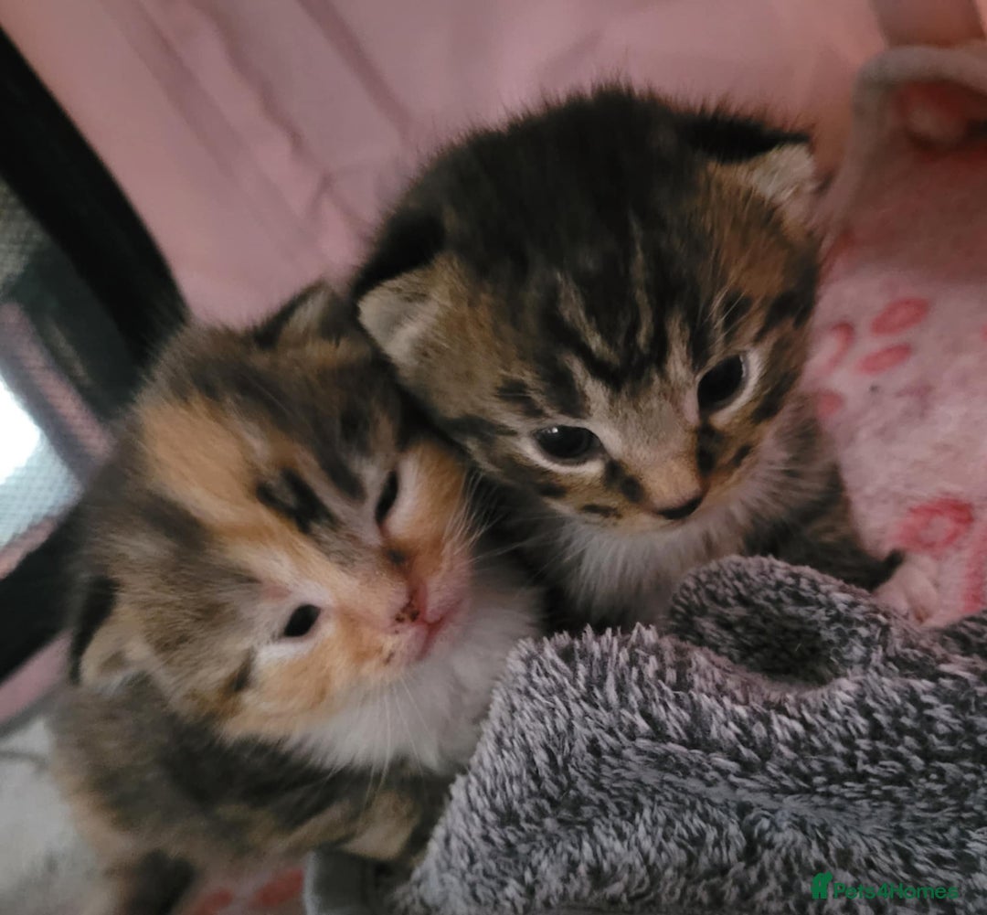 Mixed Breed cats for sale: Male and Female Cats - Image 2