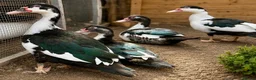Ducks poultry for sale: Muscovy Females  - Advert 2