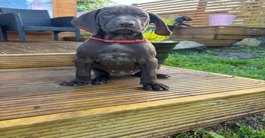German Shorthaired Pointer dogs - Advert 5