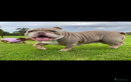 English Bulldog dogs for sale: Beautiful New english bulldogges  - Image 1