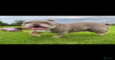 English Bulldog dogs - Advert 4