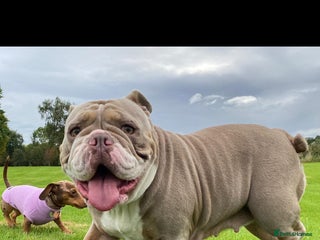 English Bulldog dogs - Advert 3