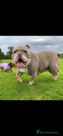 English Bulldog dogs - Advert 3