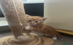 British Shorthair cats for sale: British short hair x - Image 26