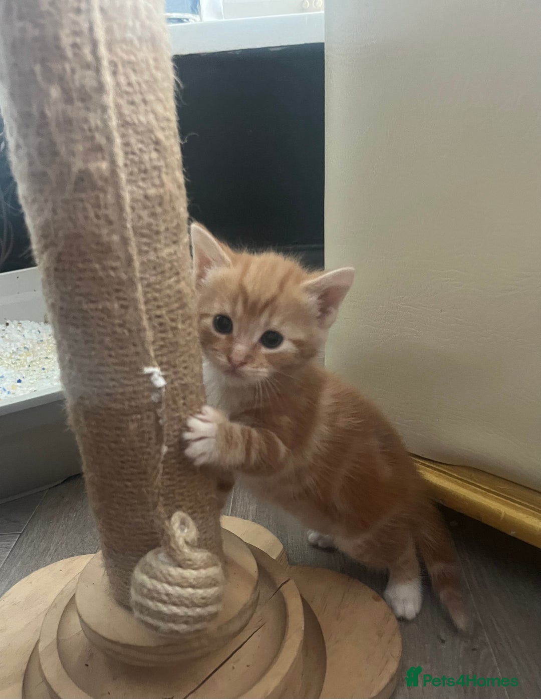 British Shorthair cats for sale: British short hair x - Image 26