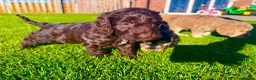 Schnoodle dogs for sale: Beautiful Schnoodle Puppies 🐾🐾🐾 - Advert 14