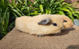 Guinea Pig rodents for sale: Bonded baby/young male californian guinea pigs - Image 6