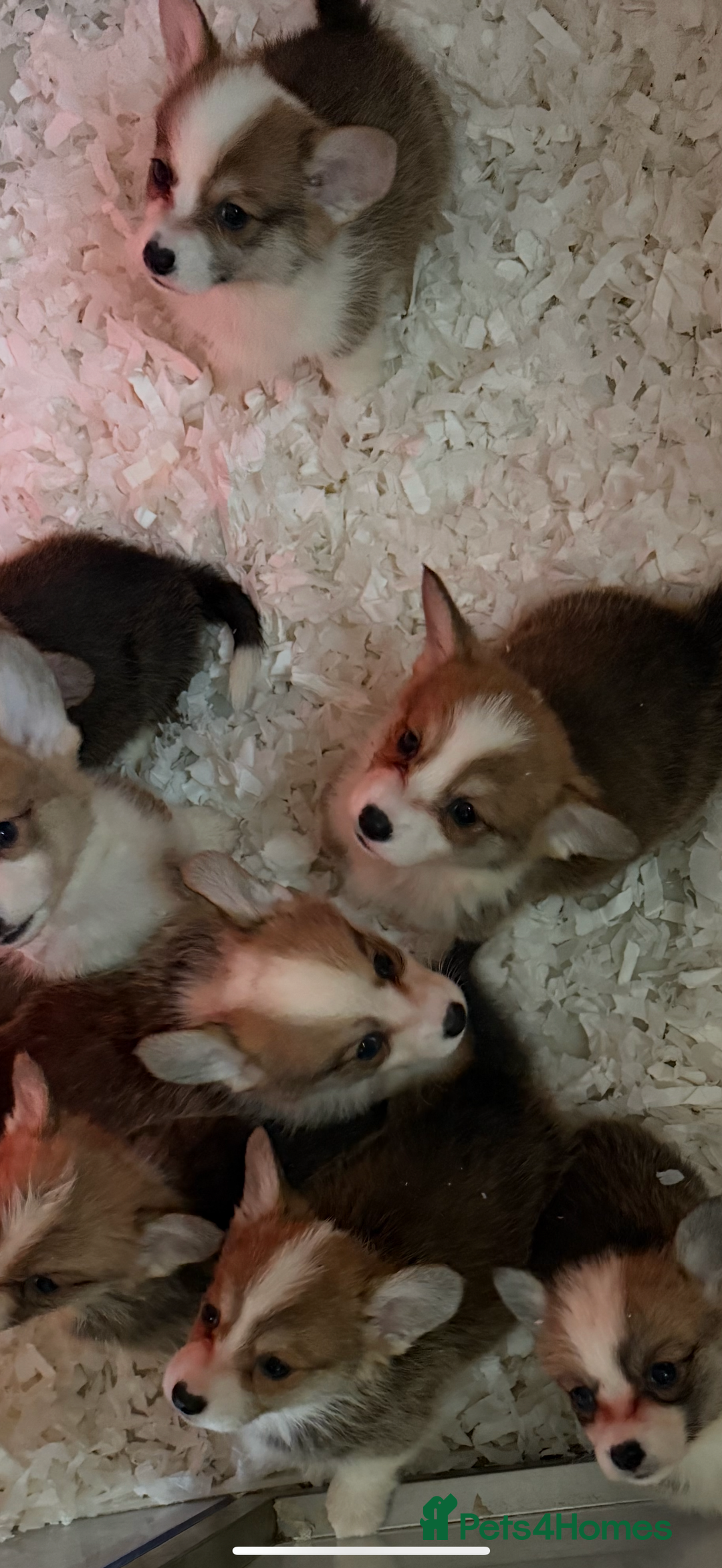Welsh Corgi Pembroke dogs for sale: Kc reg Pembroke corgi babies available  - Advert 27