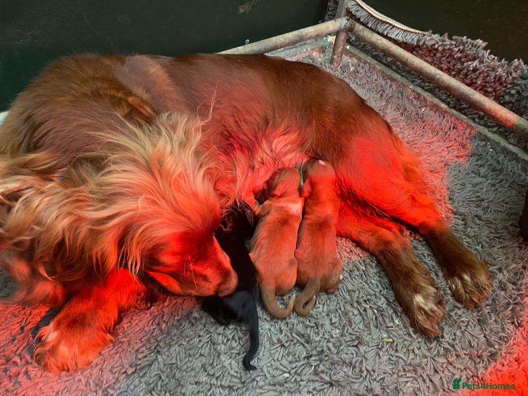 Cocker Spaniel dogs for sale: KC REG Cocker spaniel pups - Image 7