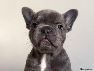 French Bulldog dogs Gorgeous litter of 4 blue French bulldogs - Advert 8