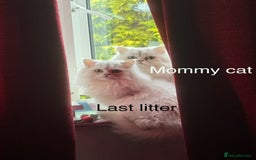 Persian cats for sale: Persian Chinchilla Kittens - Image 12