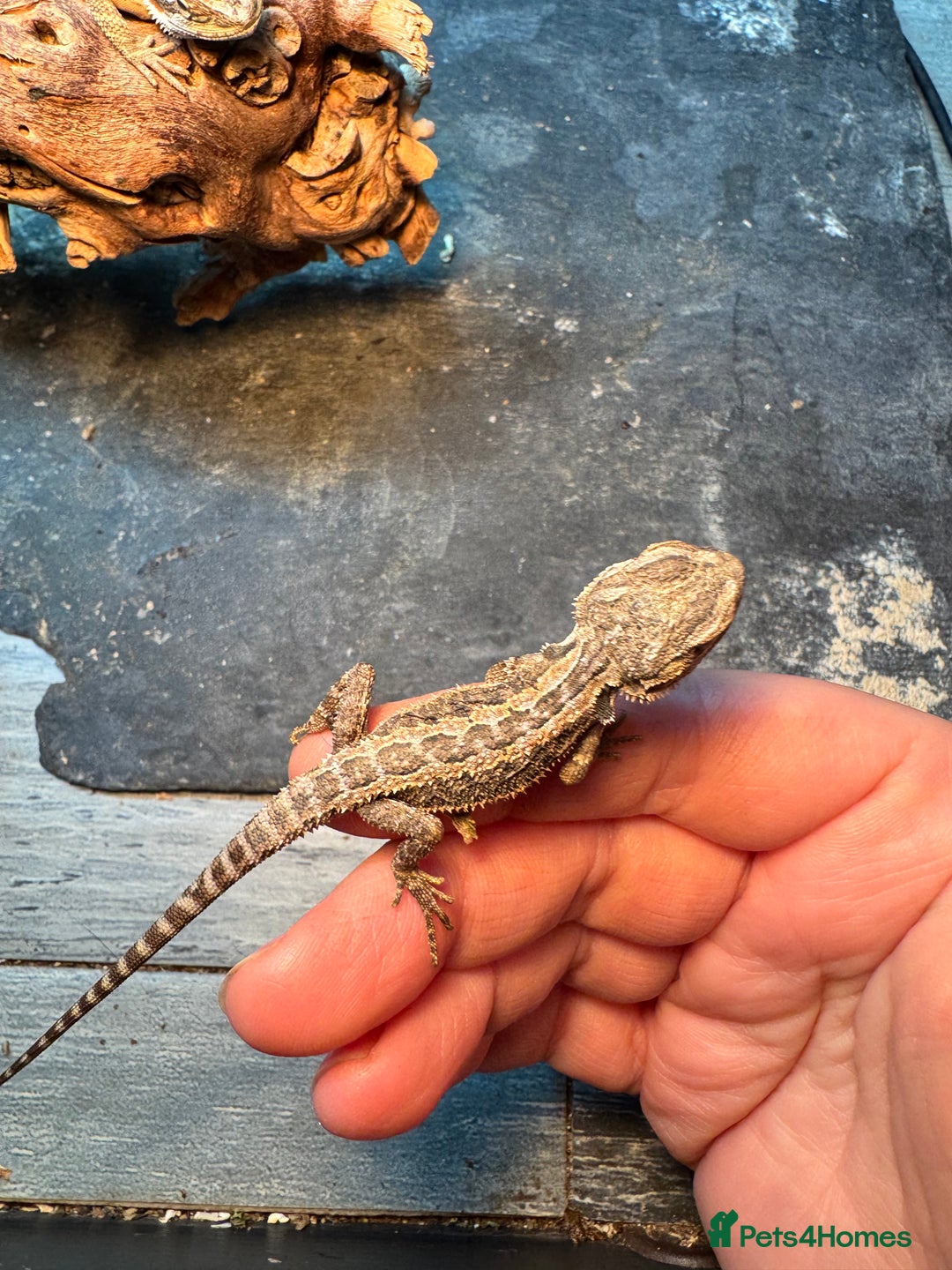 Bearded Dragon reptiles for sale: Bearded dragons babies&adults possible full setup - Advert 5
