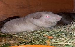 Guinea Pig rodents for sale: Bonded male Guinea pigs  - Image 2